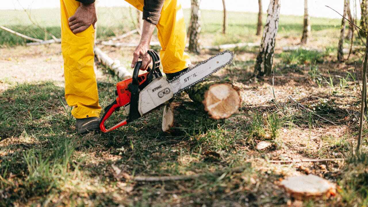 Tree Health Inspection in Byron, GA